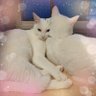 yutamaゆーたま🩵💜🧡🩷💛💚🌈 profil fotoğrafı