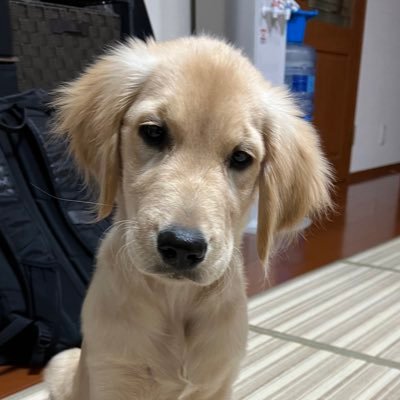 Jun Toshi's profile picture