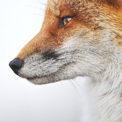 copy_photos's profile picture