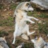 Скитник's profile picture