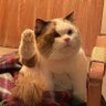 扶手转弯's profile picture
