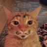 Profilbild von neel