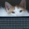 ❆ゆい❆ profil fotoğrafı