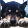 Profilbild von しば わんこ