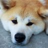 すずすず profil fotoğrafı