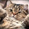 Profilbild von TiredMoonBat