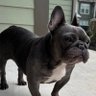 frenchie dad profil fotoğrafı