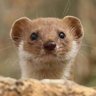 Comadrejo's profile picture