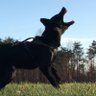 CernaMaskaShepherds profil fotoğrafı