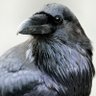 Фото профиля Cmdr CorvusCoraxNevermore