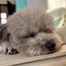 排行老三's profile picture