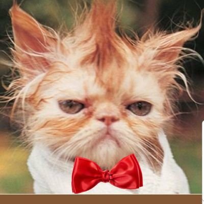 🇺🇲Sikkat10🇺🇲's profile picture