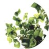 💚みどりのはっぱ 𓈒𓏸𓐍's profile picture