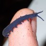 ニュージーランドの生き物屋 profil fotoğrafı