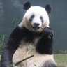 Фото профиля ♡Sweet_Xiang Xiang♡