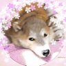 しばわん's profile picture