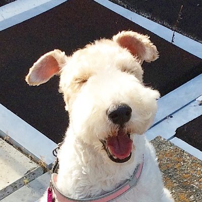 タンタンパパ's profile picture