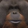 Profilbild von Rudi Valentino(DECEASED)