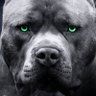 ivan's profile picture