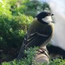 つつぴ〜! 的头像