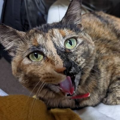 サビ猫ナッツ's profile picture
