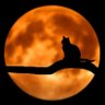 Profilbild von しばねこ