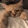 Kea 的头像