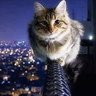 Antonia Nova's profile picture