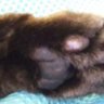 のら猫 的头像
