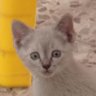 Profilbild von Monchkin