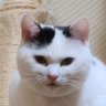 猫のチロさん 的头像