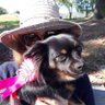 Allison Post's profile picture