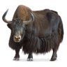 ruleryak's profile picture