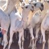 مشاري 的头像