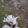 Profilbild von DogeSideoftheMoon