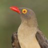 Фото профиля Bird