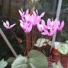 Orobanche profil fotoğrafı