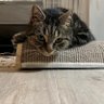 Garfield James's profile picture