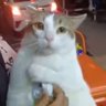 Mmod gato's profile picture