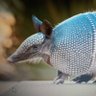 Profilbild von Bonito Armadillo