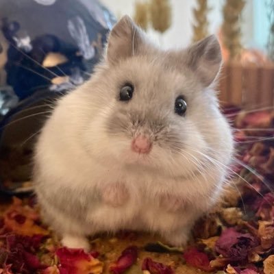 아구밍's profile picture