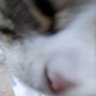 なかじー profil fotoğrafı