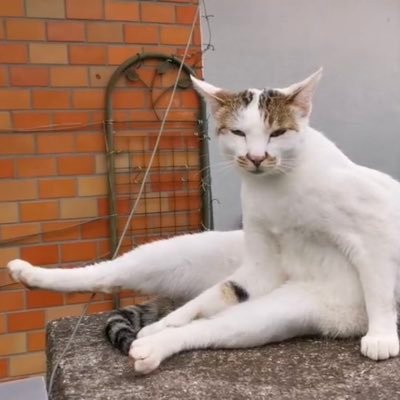 藤田 琢磨(Takuma Fujita)'s profile picture