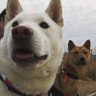 Jindo Dad 的头像