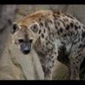 LC🇿🇦 profil fotoğrafı