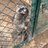 еноту свободу profil fotoğrafı