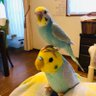 ゆめちゃん🩵🐧🧢🐢🐲🎁 的头像
