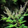Фото профиля Vitex Negundo ¡🇹🇼