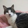 海莉だぅ's profile picture