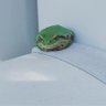 Robinチャン's profile picture